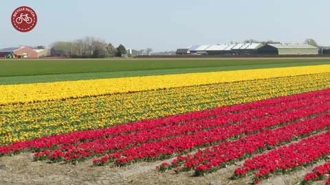 Cycling to the tulips