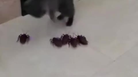 PAPA CAT VS FAKE COCKROACHES 😱😂😂😂 SOO FUNNY 😂😂😂😂😂HE WAS SCARED 😂😱❤️❤️❤️ #SHORTS