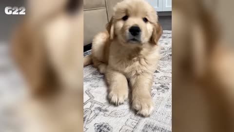 Cute puppy