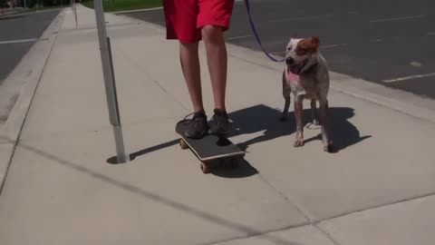 Teach Your Dog to Love Skateboards
