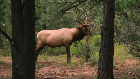 Bull Elk in Arizona rubbing a tree.