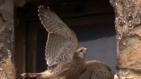 Amazing video peregrine falcon's dizzying