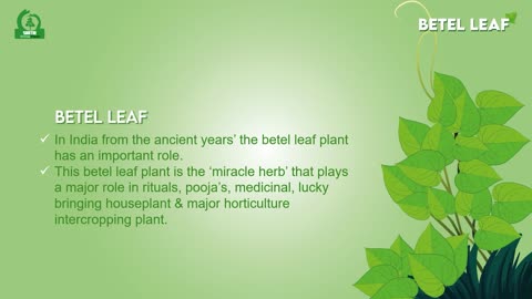 Betel Leaf