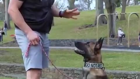 The dog training