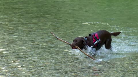 Cute Labrador