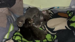 Kittens