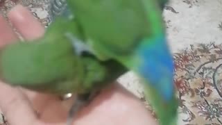 Nazi, cute parrot