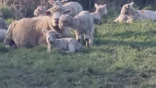 Some NIce Cute Sheep And Lambs On A Farm In North Wales.