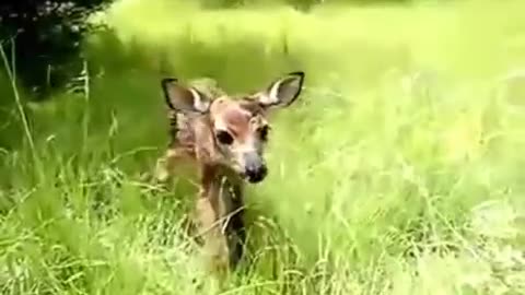Adorable Baby Deer