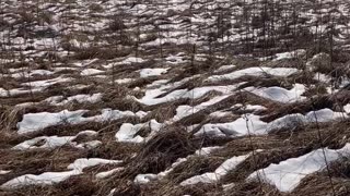 Dakota (2) - Running through a Snow Covered Field