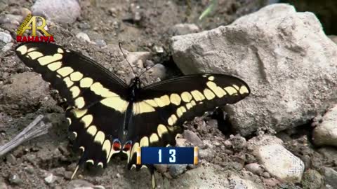 Amazing Facts About Butterfly In Hindi तितलियों के बारे में ये नहीं पता होगा Adbhut Rahasya