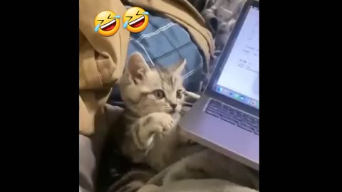 FUNNY CAT VIDEO MAKE YOU LAUGH!!😂😂