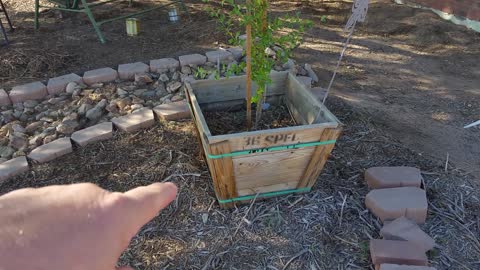 Barbados Cherry Tree Part 2