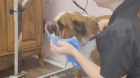 Cranky Bulldog cries like an alien for nail clipping