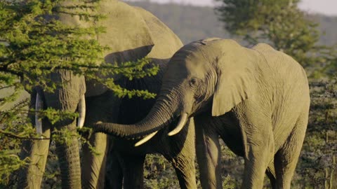 Herd of Elephants, Grazing in Kenyan Reserve 2023@wild_animals_nature