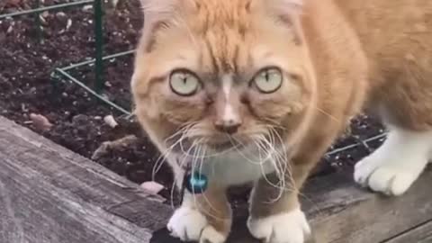 Big-eyed dwarf cat finds forever home # catsoftiktok what are