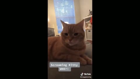 Cat Owner Imitating Your Cat - TikTok Cats (Funny Animals #324)