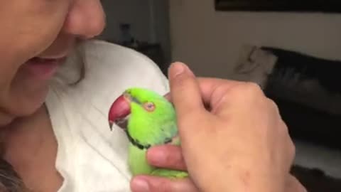 Birde our sweet Indian Ringneck🦜💕❤️😘