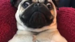 Cute Dog Face Reaction Funniest Pug Videos 2021