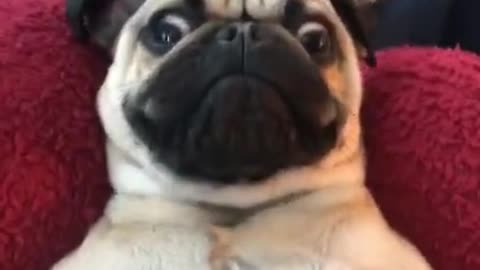 Cute Dog Face Reaction Funniest Pug Videos 2021