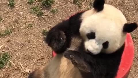 Gas tank giant panda Meng LAN