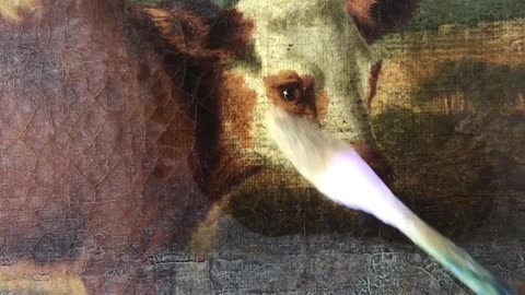 Cleaning a discoloured varnish from a very cute 19th Century painting of a calf