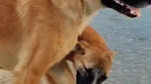 Two lovely dogs playing with each other