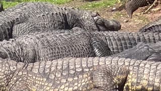 Bird Rides on Gator's Back