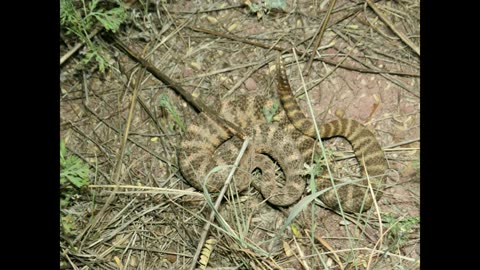 Arizona's Apex Predator: The Mysterious Tiger of the Sonoran Desert! (Myth or Reality?)