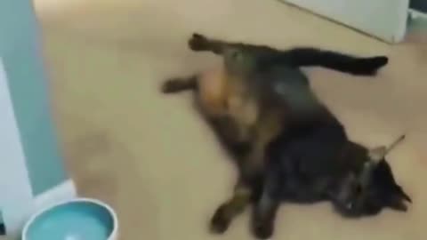 cat fights