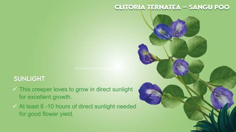 Clitoria Ternatea Plant (Blue) – Sangu Poo