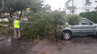 Tree Fell on my Car