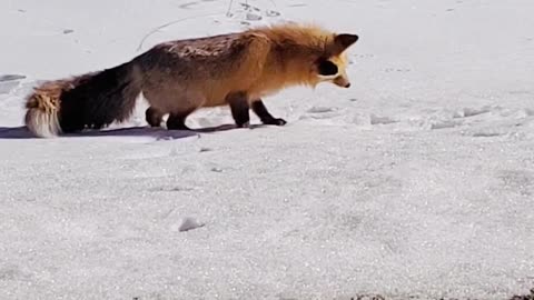 Fox Pounces on Critter Buried in Snow