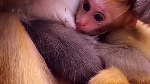 Power Love of Mother Monkey to all baby monkeys 🐒 ❤️