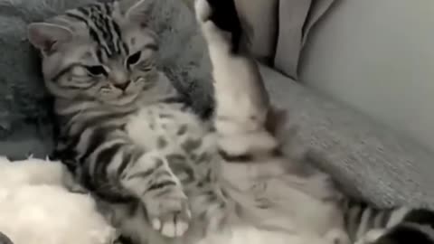 Very funny cute cat