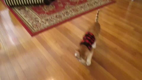 Amadeus the cat loves to play fetch