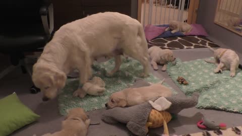 How an experienced dog mother teaches her 8 weeks old puppies to be calm. www.sentfromheaven.at