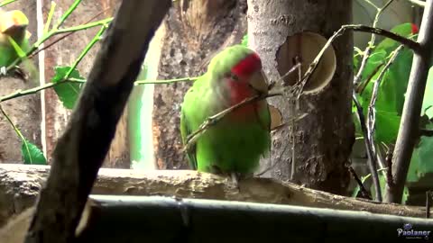 Beautiful Lovebird | Playing and Feeding Budgie and Cockatiel Birds