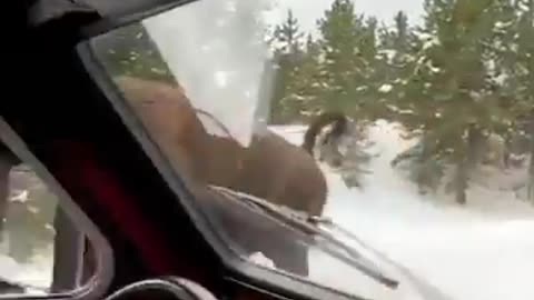 Check this american bison, charging in Yellowstone