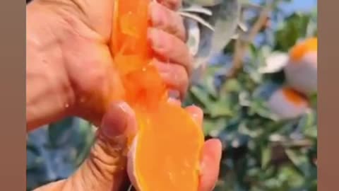 world most juicy orange