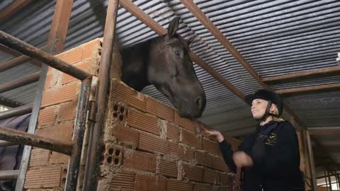 Woman feeds a brown horse in stable