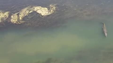 MONSTER CROC towers over BULL SHARK - Ivanhoe Crossing Kununurra, The Kimberley, WA