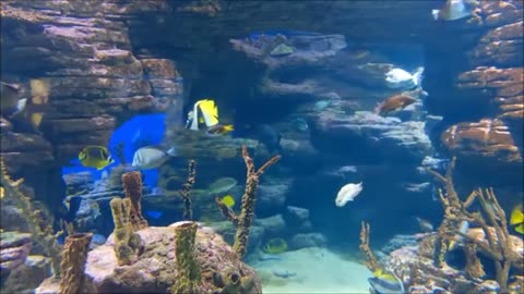 Beneath the Waves: Exploring the Enchanting Underwater World - Ocean Life Documentary