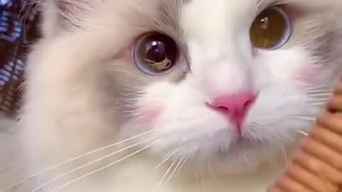 Funny cat