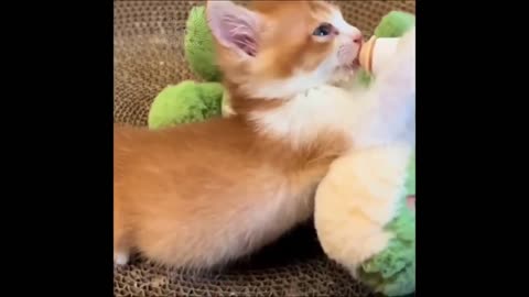 Funny Animal Videos 2023 - Cuttiest Animal Videos