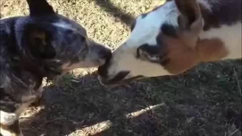 Llama and Dog Make Out Session