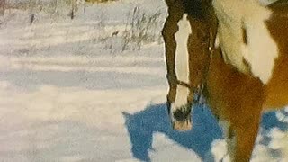 The Horses of Garfield Rd! Winter 1968 - Athol, MA