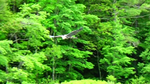 Great Blue Heron