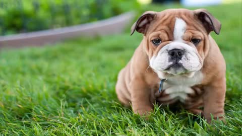Top Five Cutest Dogs In World 2019