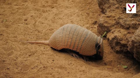 You got to see this. Armadillos got no teeth - 10 interesting things about Armadillos